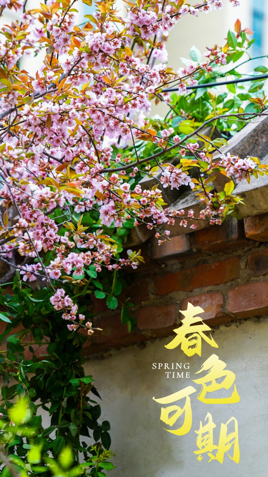 繁花似錦綻校園，核檢護(hù)航保平安